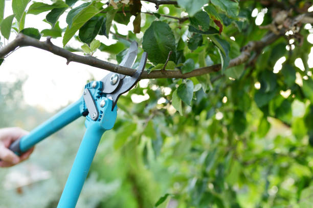 Best Emergency Tree Service  in Emmaus, PA